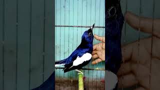 Download lagu cara membuat burung Kacer fighter mental baja #birds mp3 Download lagu cara membuat burung Kacer fighter mental baja #birds mp3