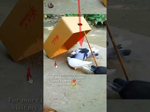 , title : 'Easy Bird Trap That Work 100%💞 Pigeon trap #shorts #youtubeshorts #ytshorts'