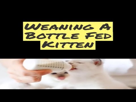 Weaning A Bottle Fed Kitten