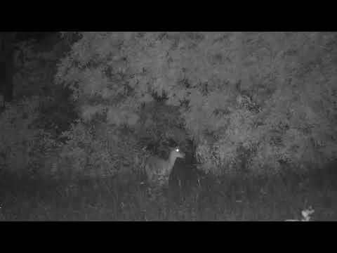 Djuma: White-tailed Mongoose and then young Impala male - 21:33 - 10/31/2023