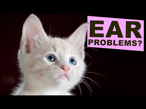 Common Problems with your Cat's Ears?