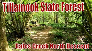 Descending the north side of Gales Creek Trail.