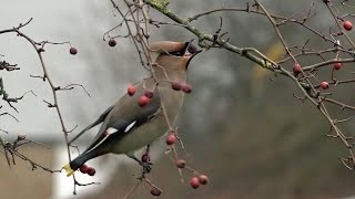 preview picture of video 'Waxwing - Day 4 - 2015-03 - tewbirds @ Corby'