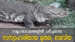 സമൂഹമാധ്യമങ്ങളിൽ ചർച്ചയായ സസ്യാഹാരിയായ ബബിയയെന്ന മുതലയെ പരിചയപ്പെടാം video