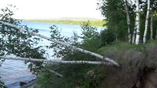 White Birch Trees Growing Sideways