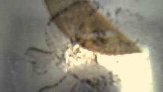 Thee Engine Room Boogie