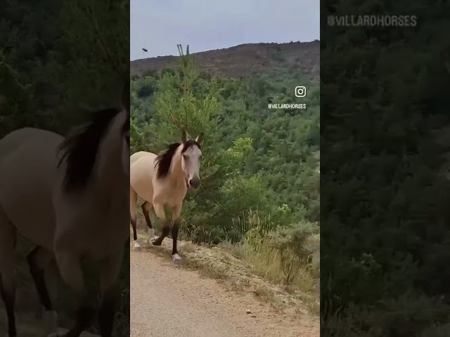 Jument 5 ans, sensible et communicative