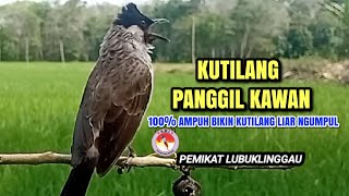 Download lagu Suara Pikat Kutilang Ampuh 100%bikin kutilang liar emosi durasi panjang | cocok Panggilan & Masteran mp3 Download lagu Suara Pikat Kutilang Ampuh 100%bikin kutilang liar emosi durasi panjang | cocok Panggilan & Masteran mp3