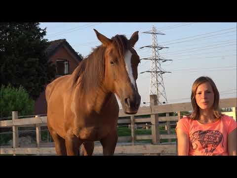 MUSTANG MAKEOVER 2018 Team Yvet (TAG 3173) - Update 3