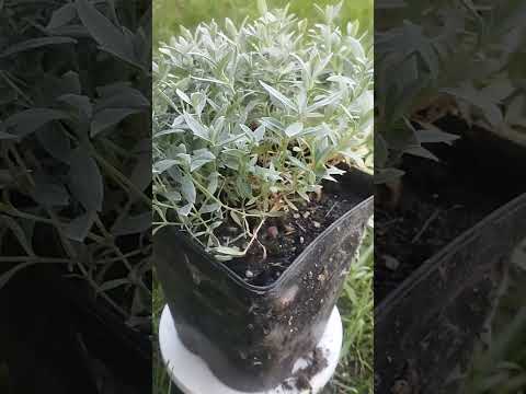 фото ясколка войлочная. 0