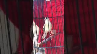 Download lagu Cigun tembakan cililin #shorts#ciblek#cigun#burungkicau#kicauburung#kicauburung#masteranburung mp3