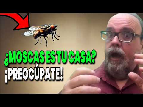 Flies in Your House: The Spiritual Sign You Shouldn't Ignore