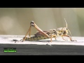 cricket animal sound