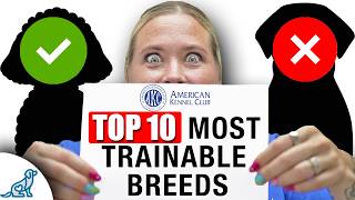 Top 10 Most Trainable Dog Breeds (For New Dog Owners)