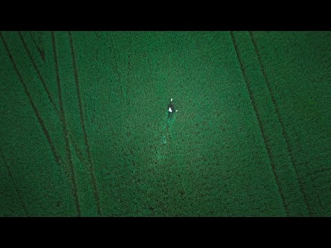 Pedestrians - Belief (Official Video)