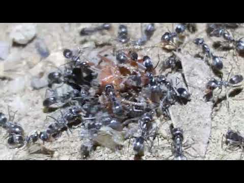 Thumbnail for Harvester queen ant being eaten & torn apart by other ants by Queen
