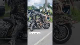 Download lagu Go to market #predatorthailand #predator #predatorparadise #alienvspredator mp3 Download lagu Go to market #predatorthailand #predator #predatorparadise #alienvspredator mp3