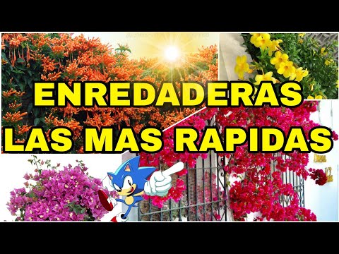 , title : 'ENREDADERAS DE RAPIDO CRECIMIENTO🌻CON FLORES Y MAS BONITAS'
