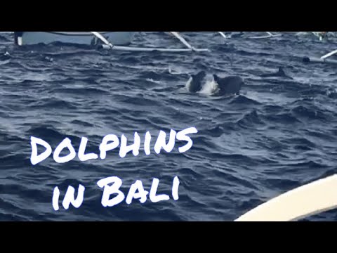 Dolphins In Bali - Lovina Beach North Bali