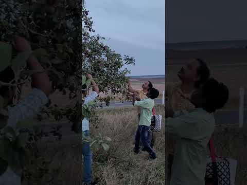 ജർമനിയിലെ ആപ്പിൾ വിളവെടുപ്പുമായി മല്ലൂസ് 😃😃😃#youtube #germany #fruits #shortvideo #video #viralvideo