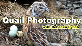 Quail Photography 101 - with Rebecca Lynch