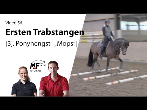 [56] Abwechslungsreiche Grundausbildung | 3j. Pony erste Trabstangen | Wintertraining | Jungpferde
