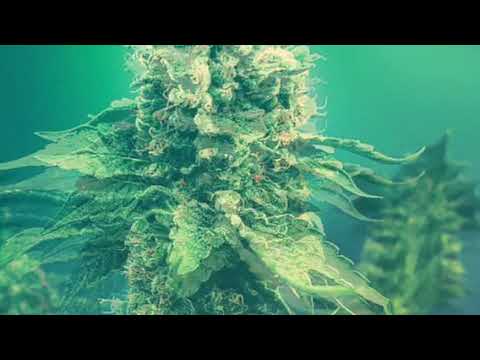 Marijuana - Greatonee x Sheviya, Gillo, Danson