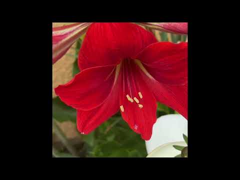 AFTER CALIFORNIA RAIN 🌧️ MY GARDEN | ENDLESS BLOOMS