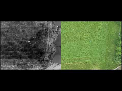 Kitzrettung - vier Kitze in einer Fläche!