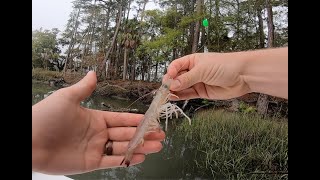 How to Catch Redfish [Red Drum] Using Live Shrimp