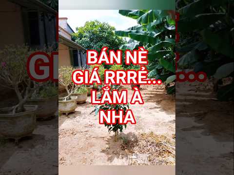 Lô đất 8,6m mặt tiền cách biển khoảng 5km, gần trung tâm hành chính cần bán