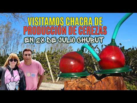 LAS PLANTACIONES DE CEREZAS EN LA CHACRA PUENTE COLGANTE en 28 de Julio I VISITA GUIADA🍒