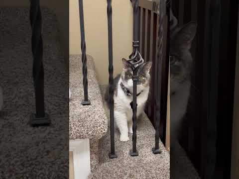 Jailhouse Rock for Dolly the Dog and Ginger the Cat Who Are Behind the Staircase Bars #funnydogs