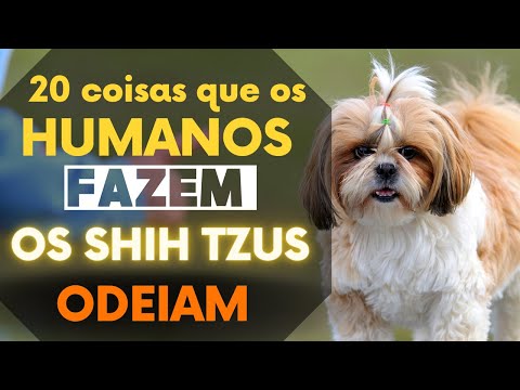 20 Coisas Que os Humanos Fazem Que o Shih Tzu Odeia