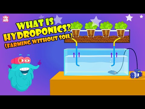 How To Grow Plants Without Soil? | Hydroponic Farming At Home | The Dr Binocs Show | Peekaboo Kidz