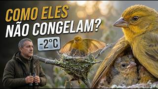 Miniatura do vídeo