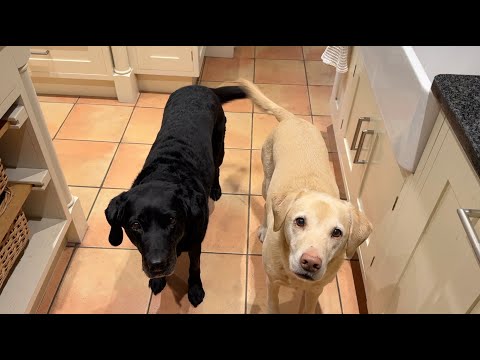 Olive and Mabel - New Year Resolutions.