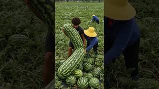 Harvest twin long watermelon...#harvest #watermelon #farm #farmer #farming