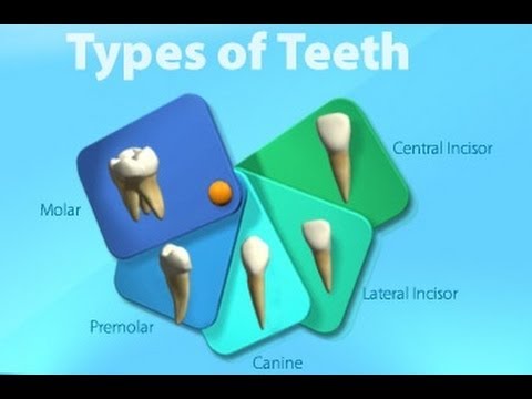 Teeth Types \u0026 Functions for Kids Kindergarten,Preschoolers