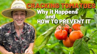 Never get Cracked or Splitting Tomatoes Again! Two Easy Methods to Prevent It