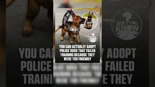 Failed Police Dog" Up For Adoption?! 🥺🐶 #shorts