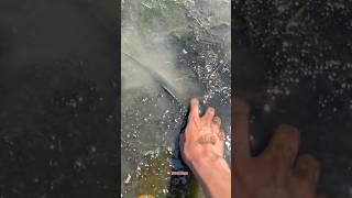 Download lagu Menangkap sisa ikan di tambak yang kering🥶 mp3