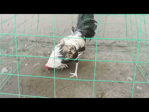 bound to bicol all 1 time 🏆 winner melsims grey, joe goode grey and John bishop kelso