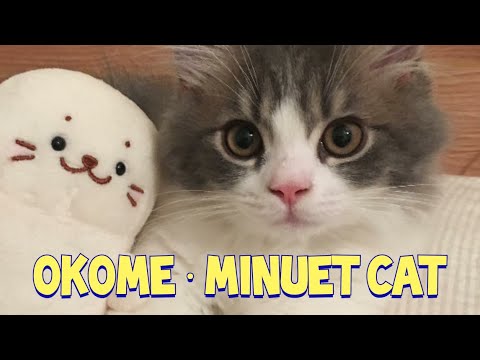 Lovely Minuet Cat Okome : Napoleon Cat : Mèo Minuet