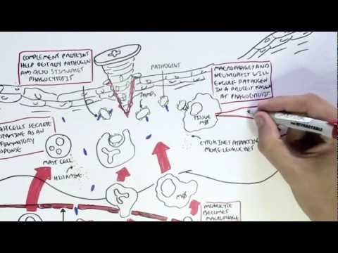 Immunology Map IV - Innate Immune response I