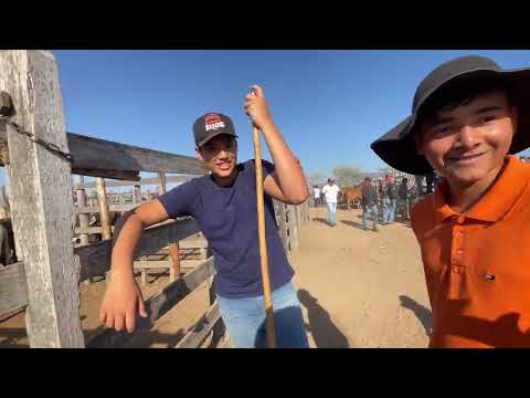 Valor do Gado em Senador Rui Palmeira - 30 - 12 - 2025 #nordeste