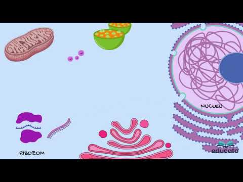 Sinteza proteică | Celula și fiziologia celulară – Biologie Admitere Medicină (Barron’s)