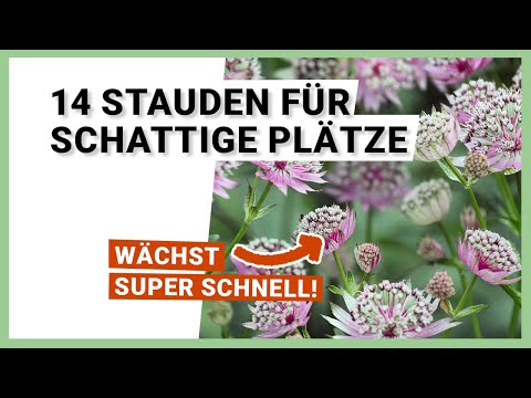 14 perennials for shady spots in the garden