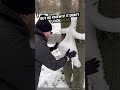 He Built A Snow Rabbit And What Happened Next Was Shocking
