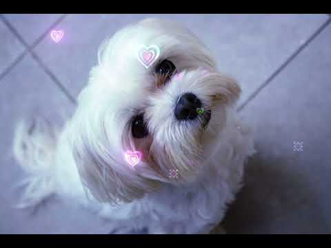 Cztery Łapy  - Piosenka dla wszystkich psiarzy!